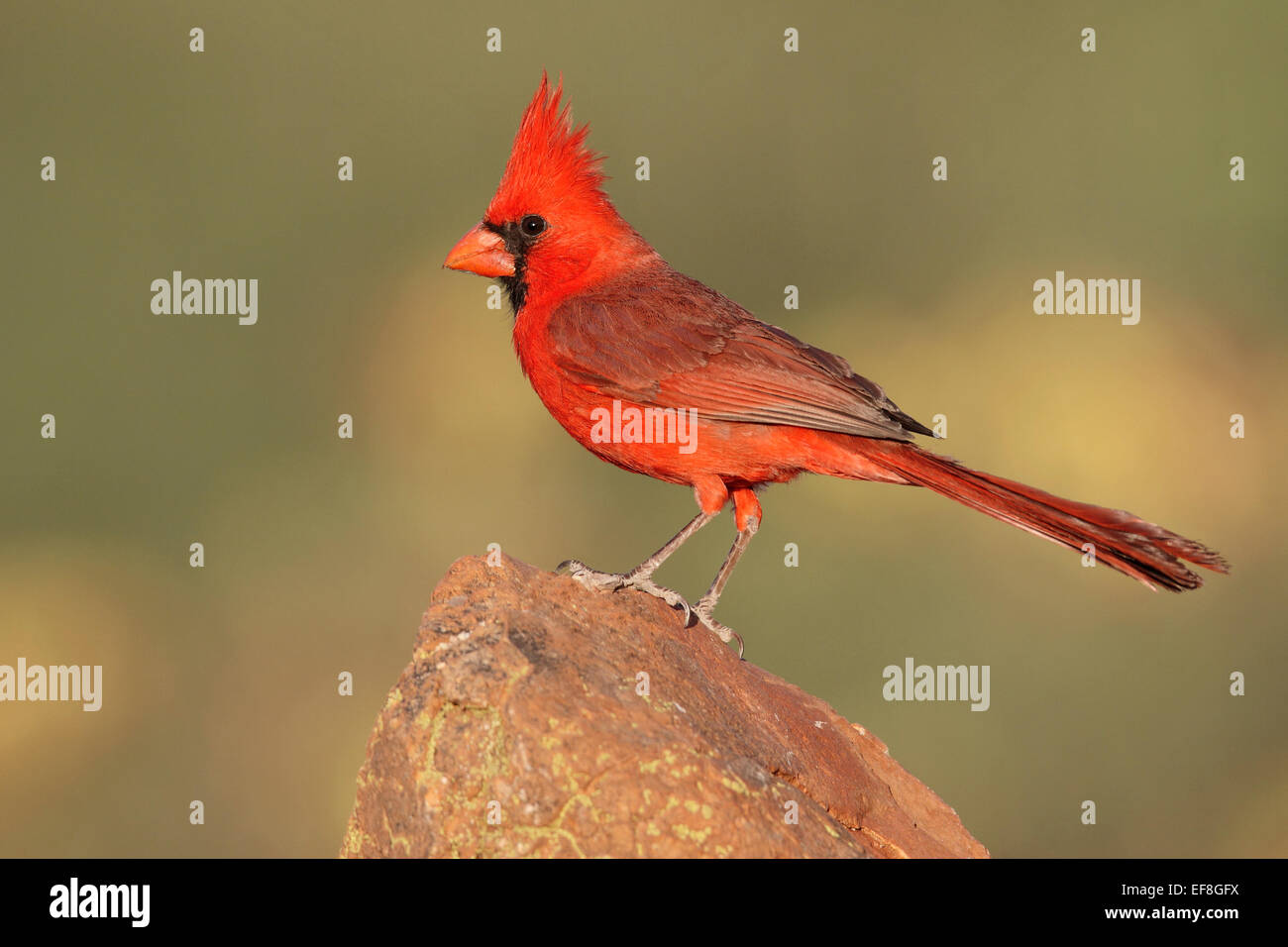 Nördlichen Kardinal - Cardinalis Cardinalis - männlich Stockfoto