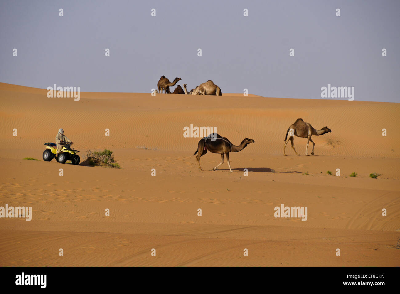 Mann auf ATV hüten Kamele, Liwa Sanddünen, Abu Dhabi, Vereinigte Arabische Emirate Stockfoto