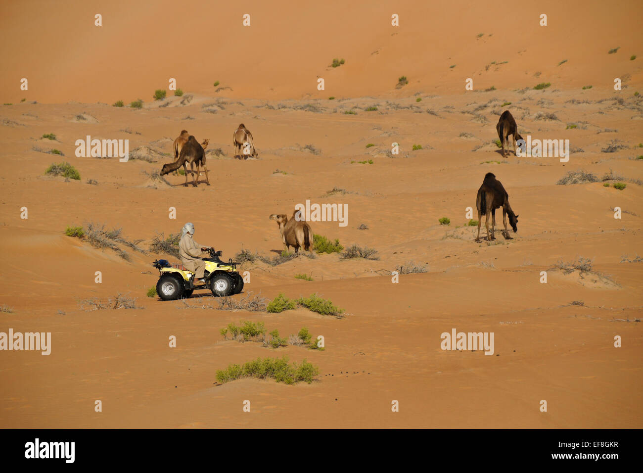 Mann auf ATV hüten Kamele, Liwa Sanddünen, Abu Dhabi, Vereinigte Arabische Emirate Stockfoto