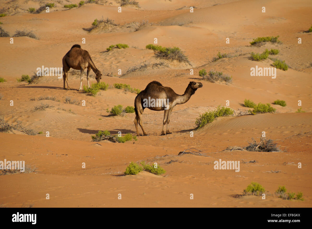 Kamele in Liwa Sanddünen, Abu Dhabi, Vereinigte Arabische Emirate Stockfoto