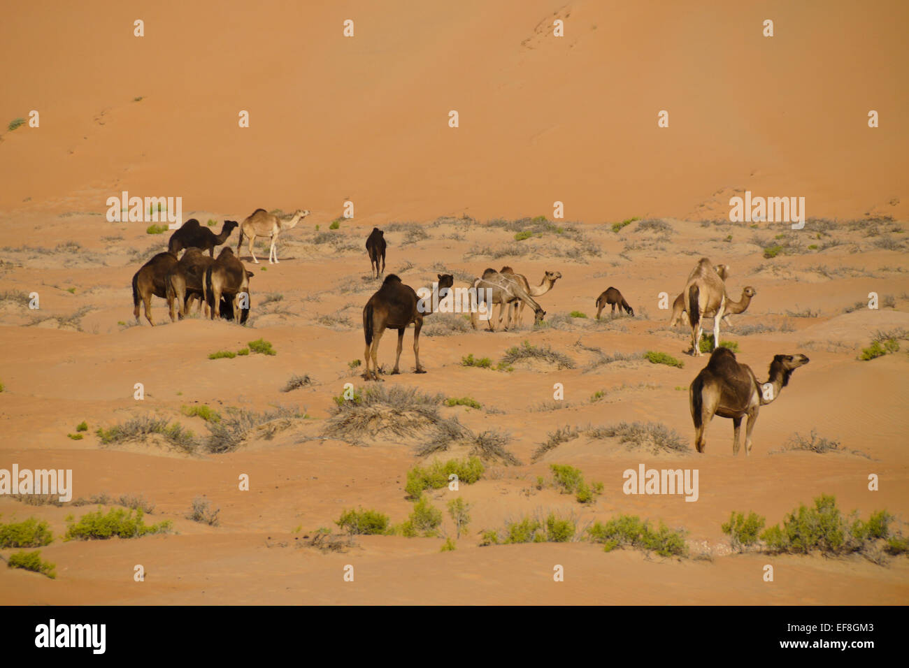 Kamele in Liwa Sanddünen, Abu Dhabi, Vereinigte Arabische Emirate Stockfoto