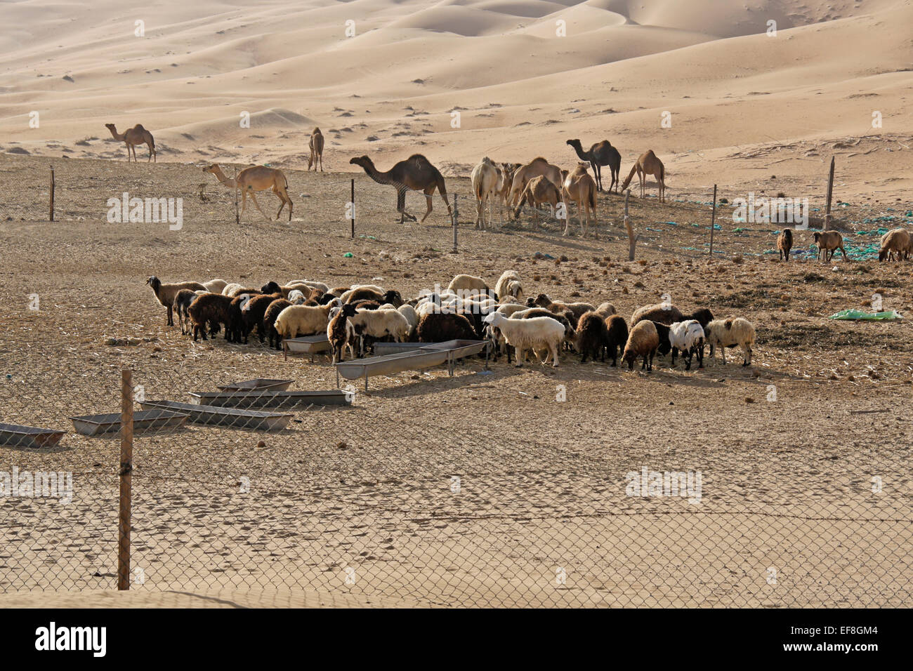 Schafe und Kamele auf der Farm in Liwa Dünen, Abu Dhabi, Vereinigte Arabische Emirate Stockfoto