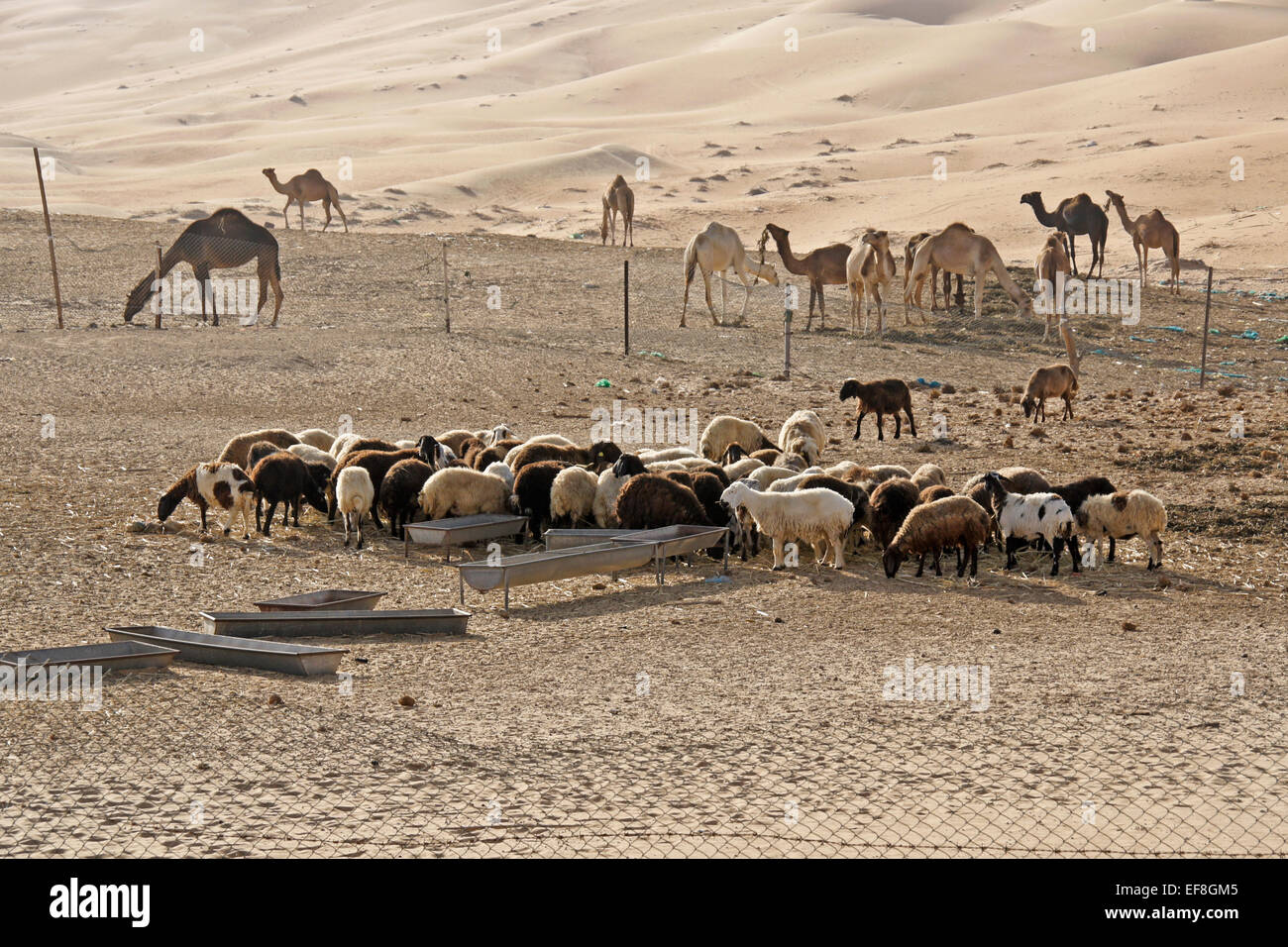Schafe und Kamele auf der Farm in Liwa Dünen, Abu Dhabi, Vereinigte Arabische Emirate Stockfoto