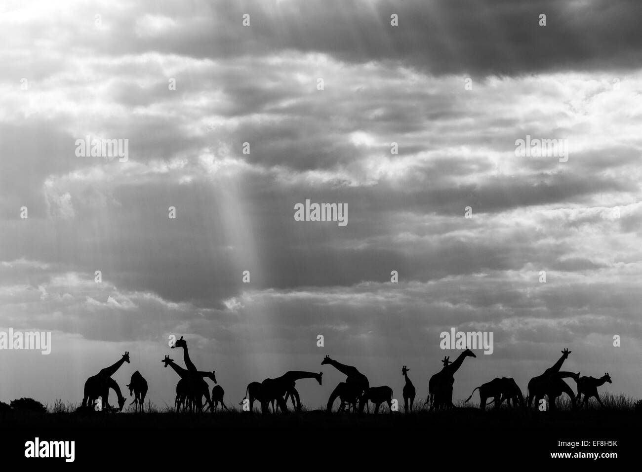 Afrika, Botswana, Chobe National Park, Silhouette der Herde Giraffen (Giraffa Plancius) Ufer des Chobe Flusses Fütterung Stockfoto