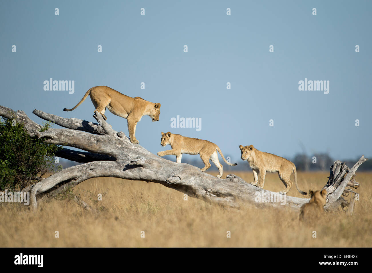 Afrika, Botswana, Chobe National Park, Löwin (Panthera Leo) und Jungtiere Klettern auf umgestürzten Toten Akazie in Savuti Marsh Stockfoto