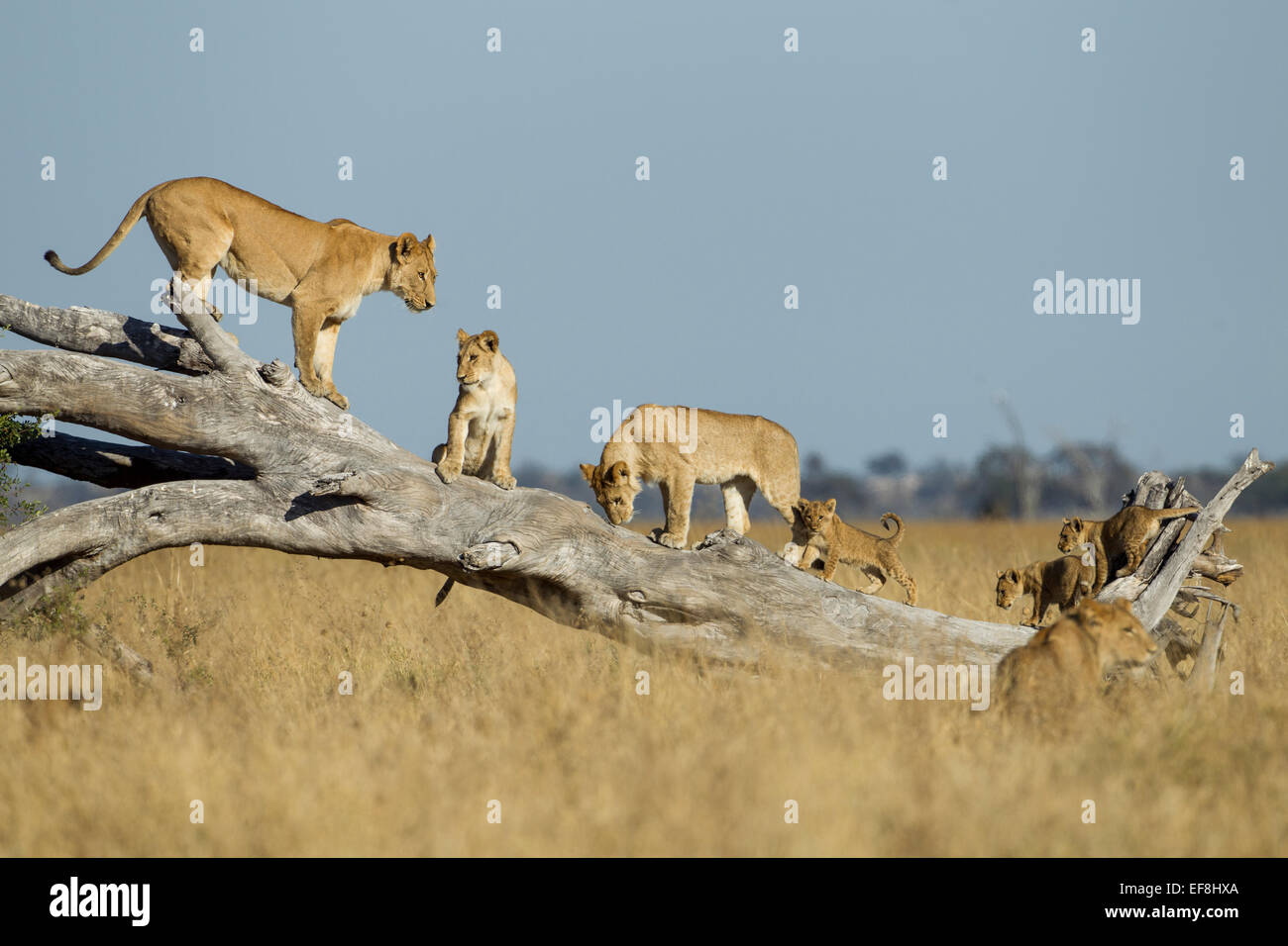 Afrika, Botswana, Chobe National Park, Löwin (Panthera Leo) und Jungtiere Klettern auf umgestürzten Toten Akazie in Savuti Marsh Stockfoto