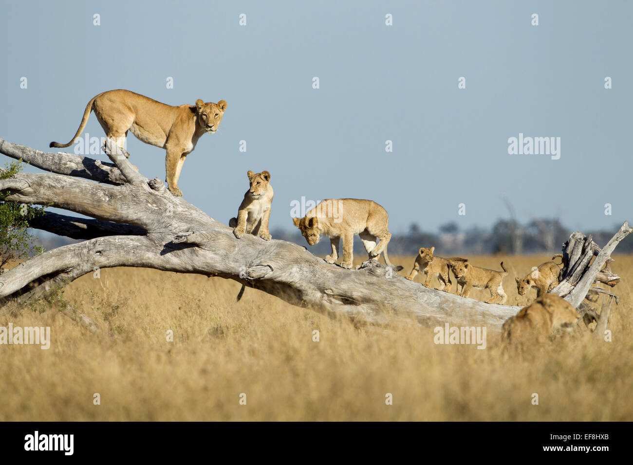 Afrika, Botswana, Chobe National Park, Löwin (Panthera Leo) und Jungtiere Klettern auf umgestürzten Toten Akazie in Savuti Marsh Stockfoto