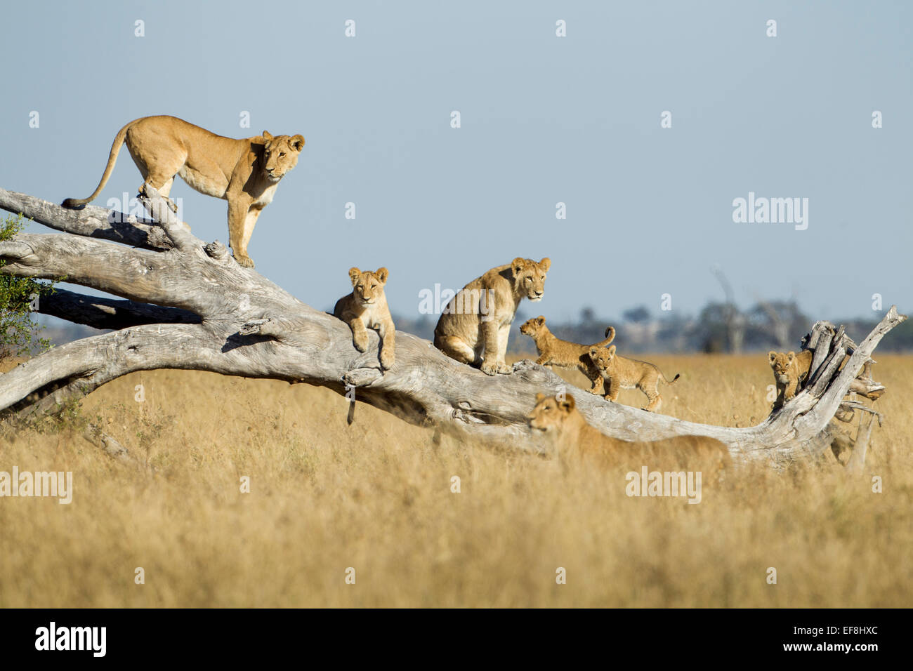 Afrika, Botswana, Chobe National Park, Löwin (Panthera Leo) und Jungtiere Klettern auf umgestürzten Toten Akazie in Savuti Marsh Stockfoto
