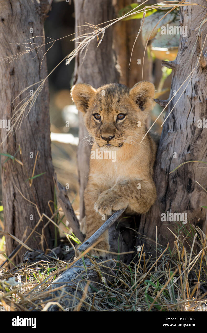 Afrika, Botswana, Chobe National Park, Löwenjunges (Panthera Leo) ruhen im Schatten der Akazie in Savuti Marsh Stockfoto