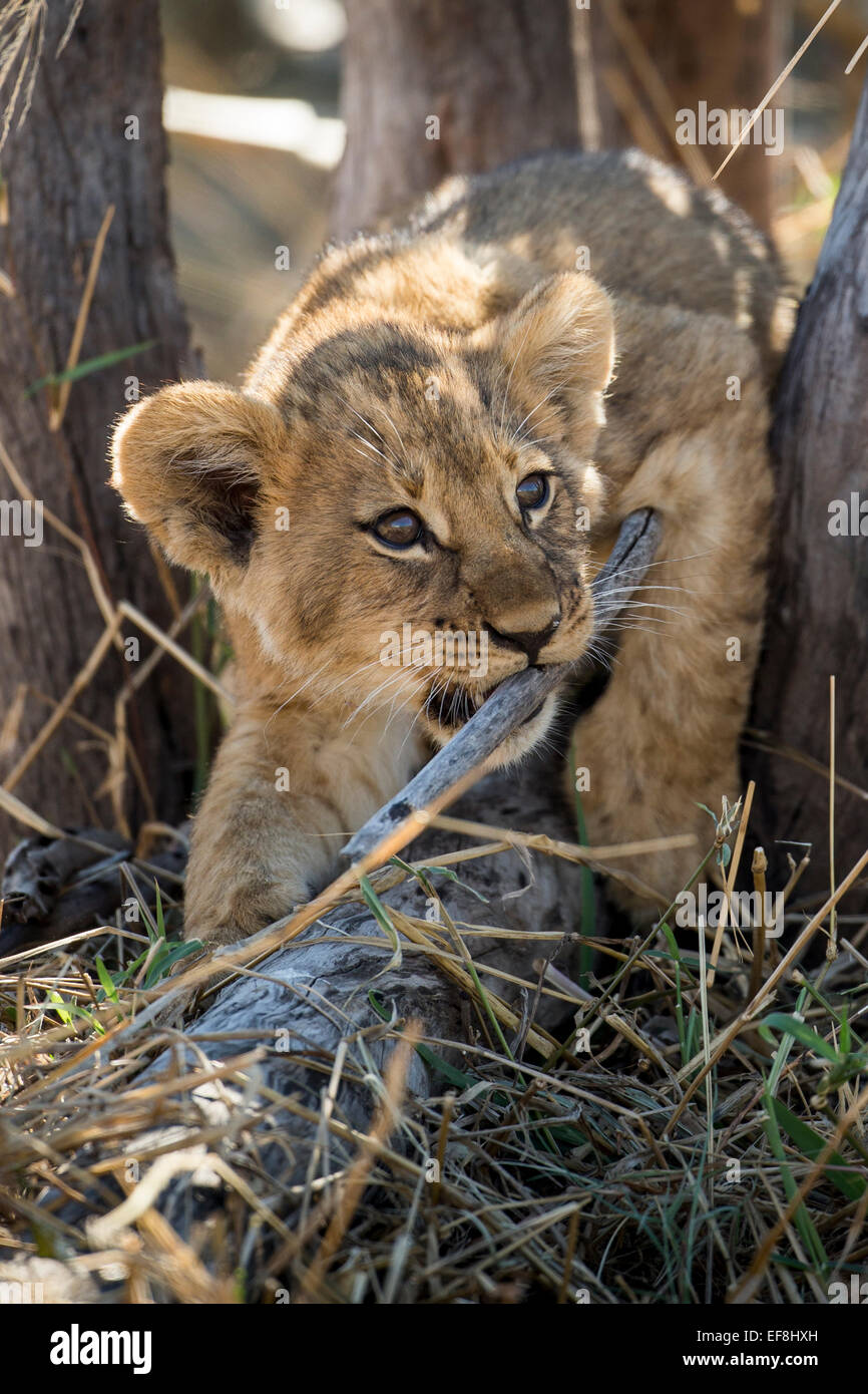 Afrika, Botswana, Chobe National Park, Löwenjunges (Panthera Leo) kauen Stick während des Spielens im Schatten der Akazie in Savuti Mars Stockfoto