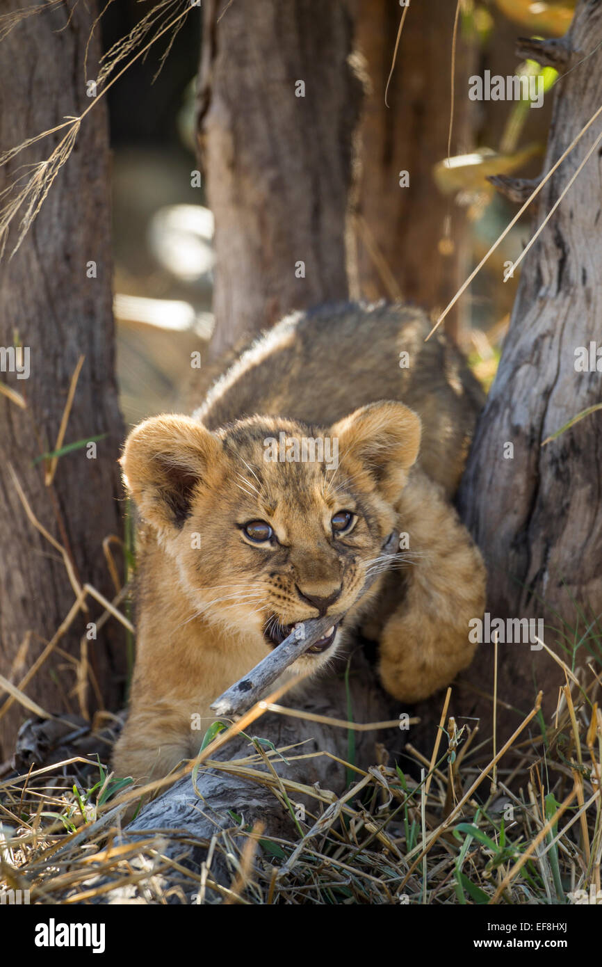 Afrika, Botswana, Chobe National Park, Löwenjunges (Panthera Leo) kauen Stick während des Spielens im Schatten der Akazie in Savuti Mars Stockfoto