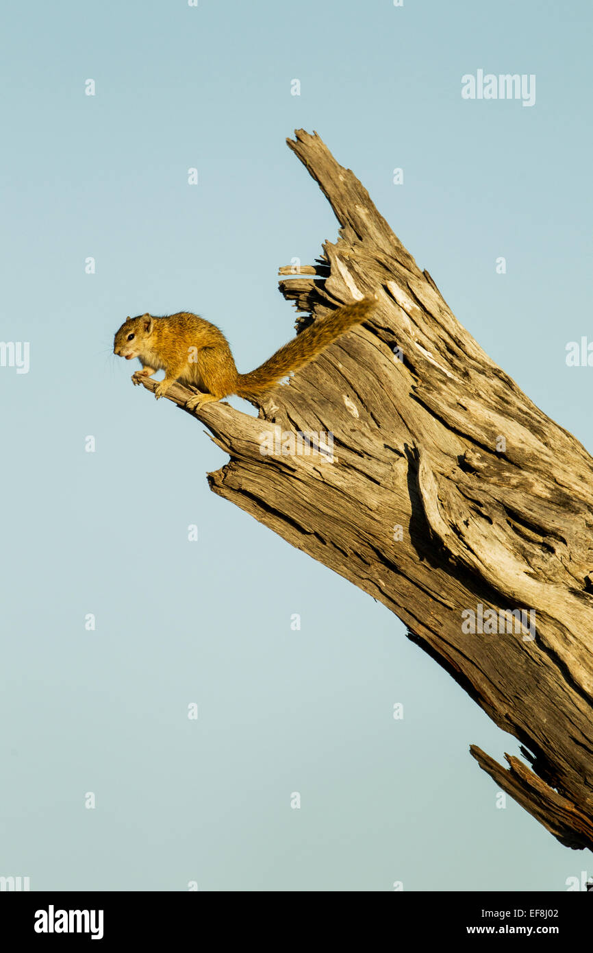 Afrika, Botswana, Chobe National Park, Ungestreifte Borstenhörnchen (Xerus Rutilus) stehend auf abgestorbenen Baum in Savuti Marsh Stockfoto