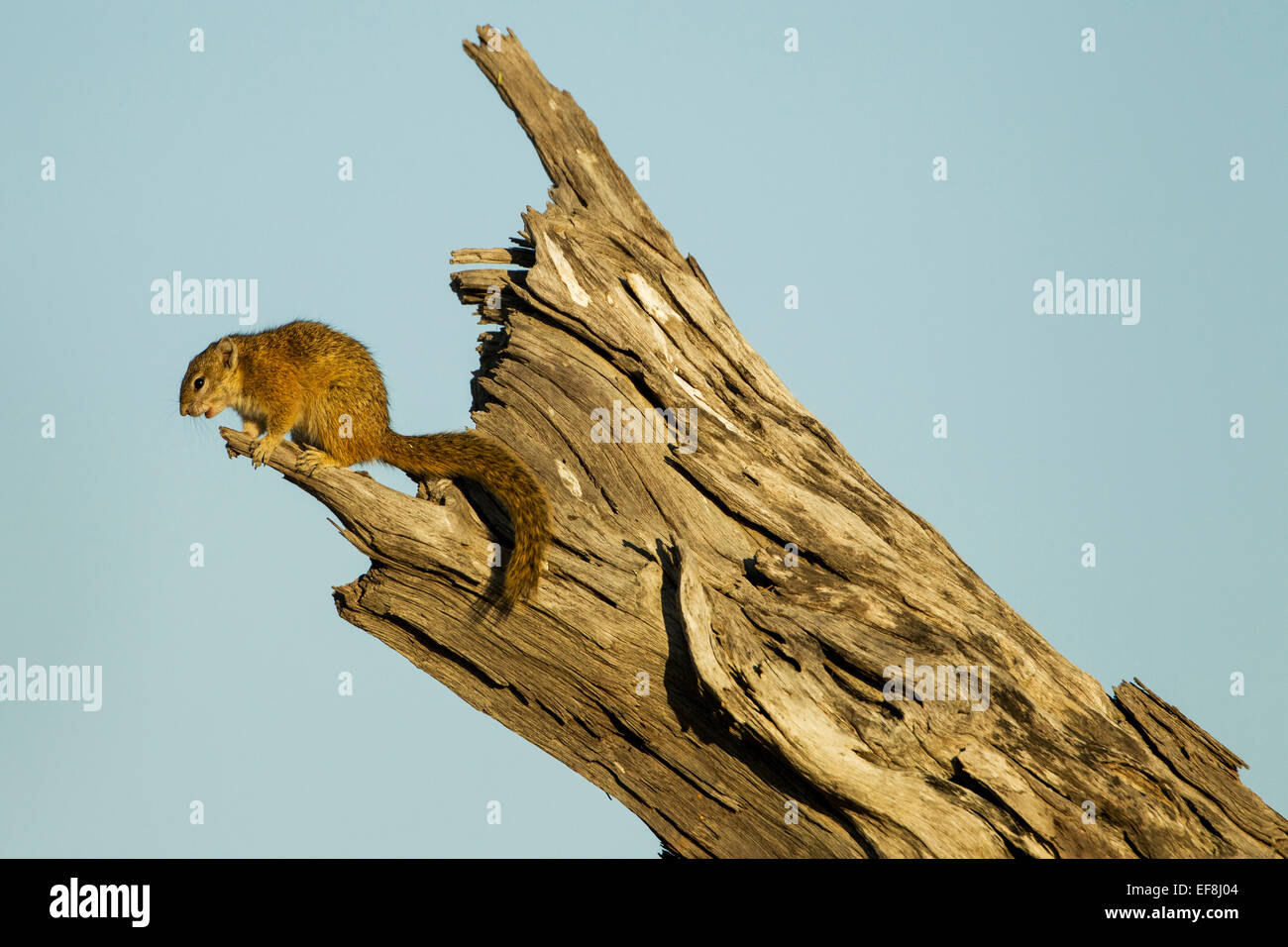 Afrika, Botswana, Chobe National Park, Ungestreifte Borstenhörnchen (Xerus Rutilus) stehend auf abgestorbenen Baum in Savuti Marsh Stockfoto