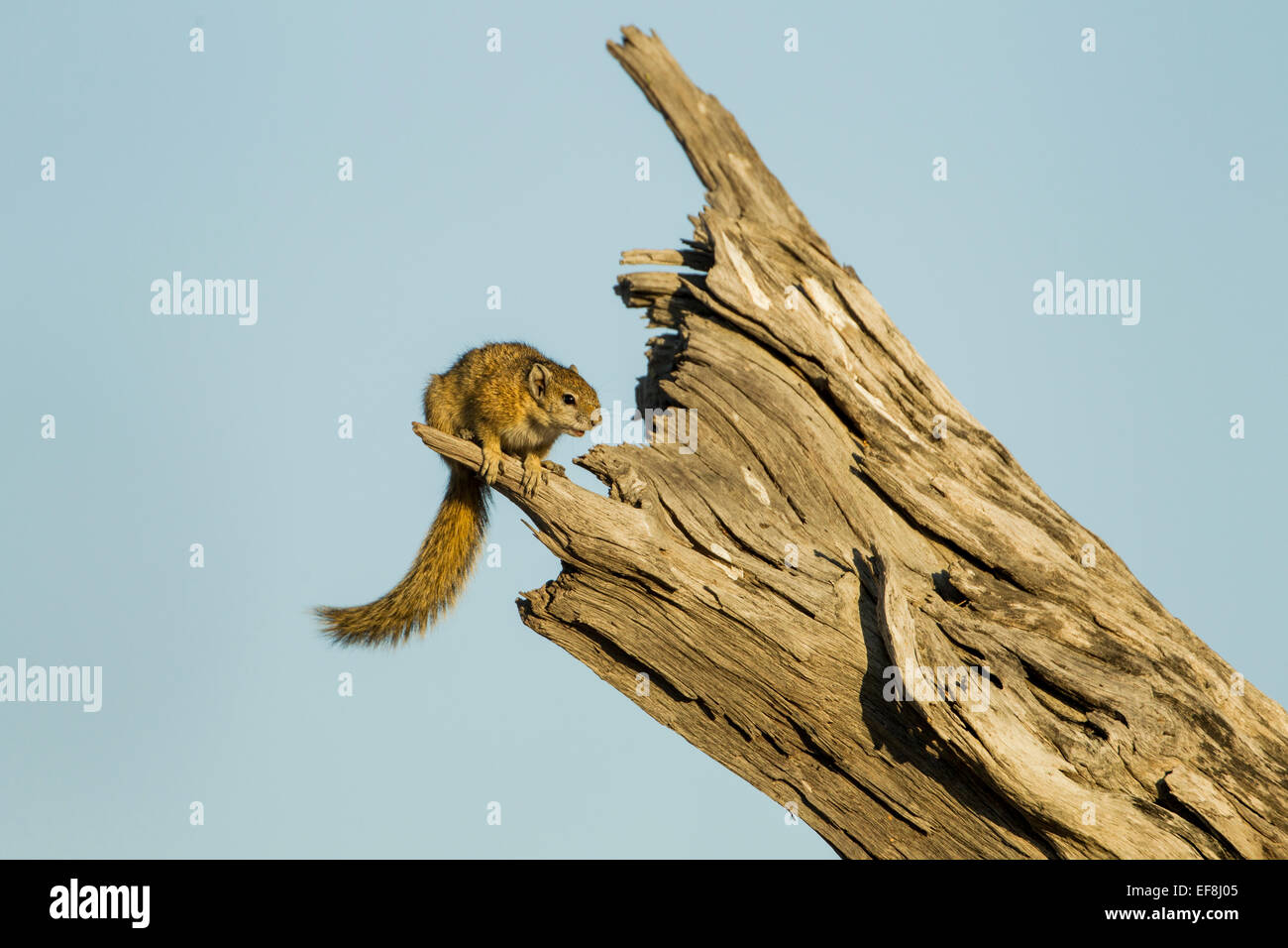 Afrika, Botswana, Chobe National Park, Ungestreifte Borstenhörnchen (Xerus Rutilus) stehend auf abgestorbenen Baum in Savuti Marsh Stockfoto