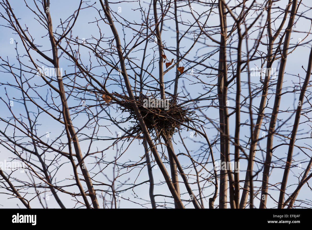 Leeres Vogelnest in ruhenden Ast - Virginia USA Stockfoto