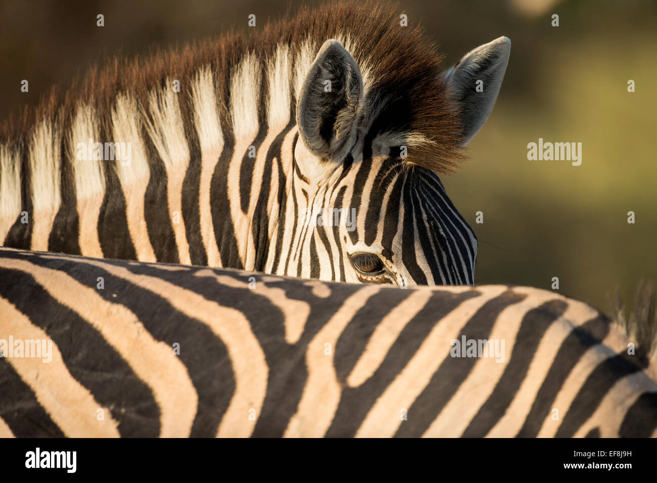 Afrika, Botswana, Moremi Game Reserve, Ebenen Zebra (Equus Burchelli) stehen dicht neben andere Tiere in der Herde im Okavango De Stockfoto