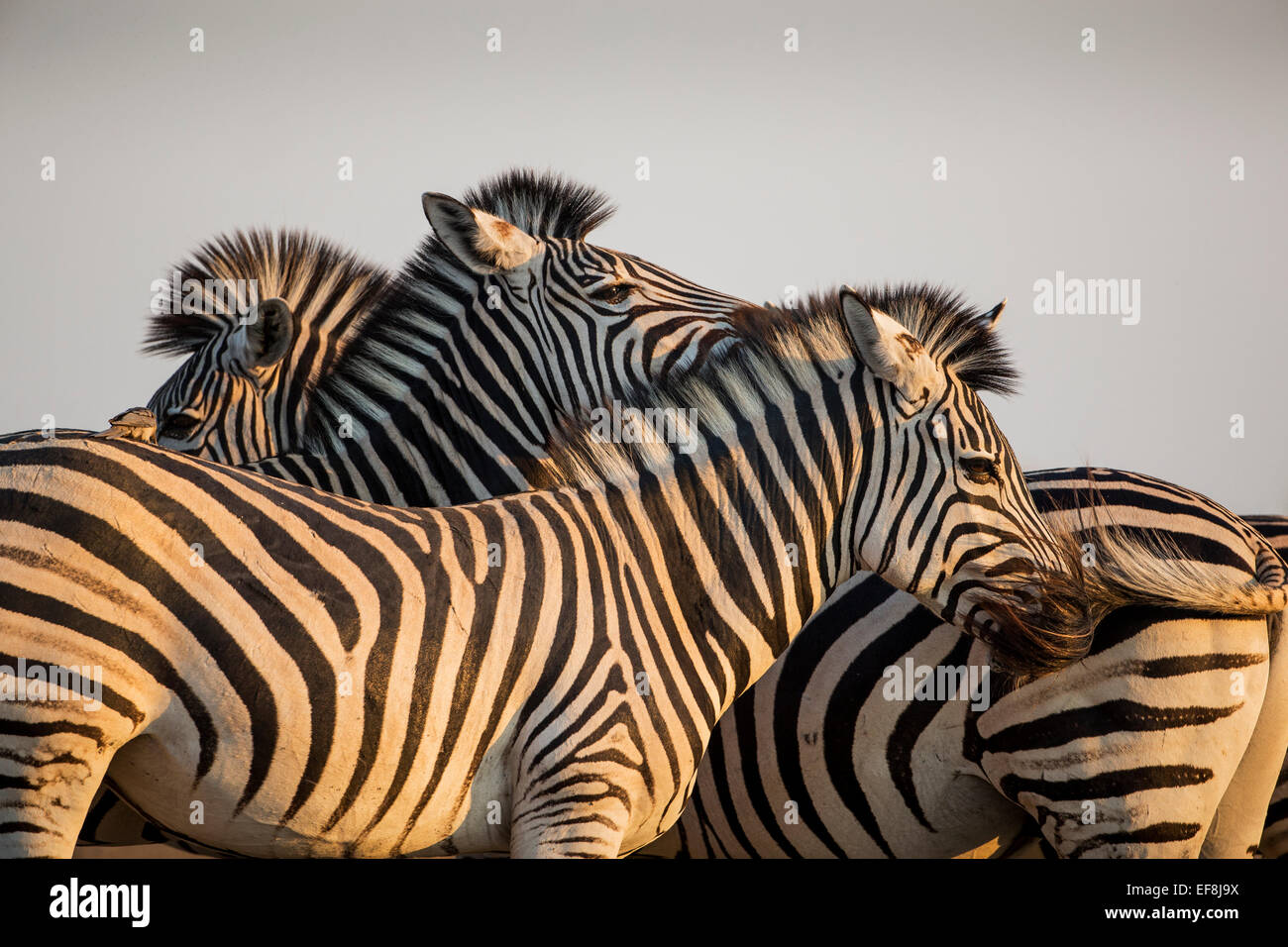 Afrika, Botswana, Moremi Game Reserve, Nahaufnahme von dicht gepackten Herde von Ebenen Zebra (Equus Burchelli) bei Sonnenuntergang im Okavango D Stockfoto