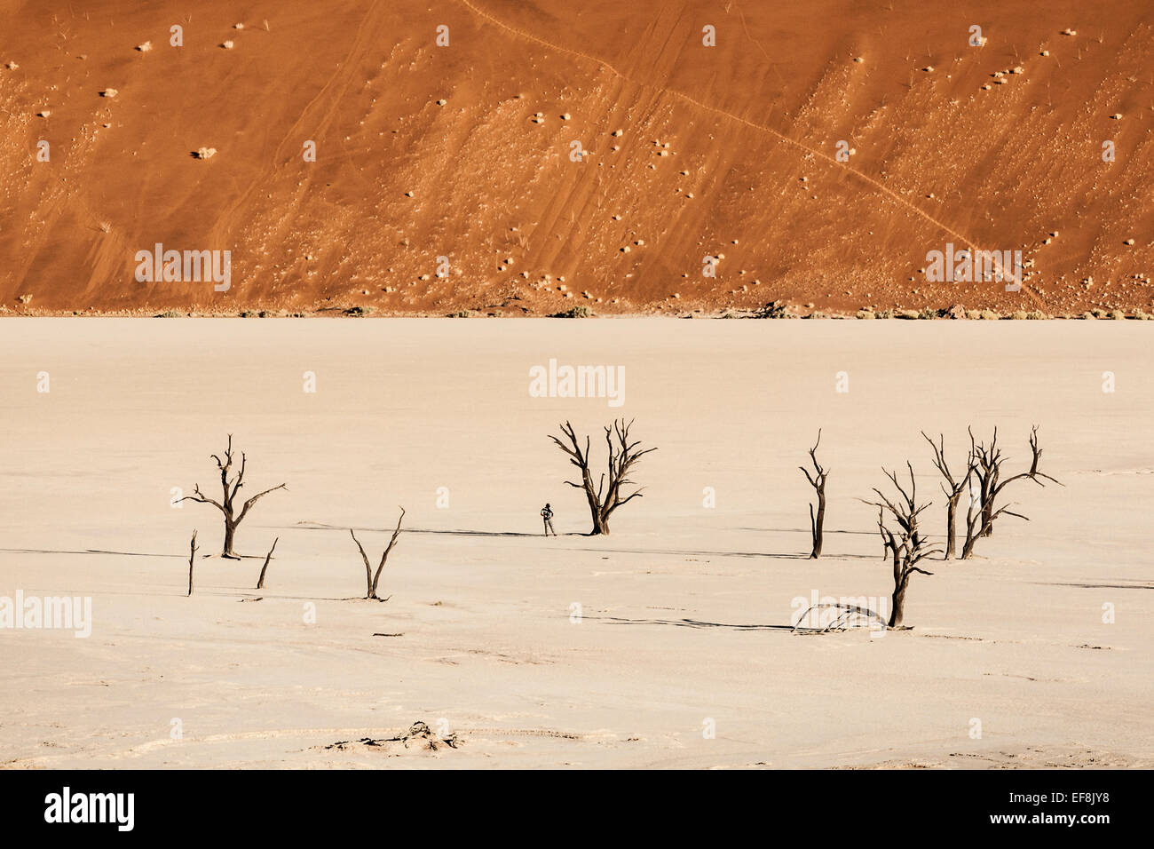 Ein Mensch lebt in der Nähe von einem 700 Jahre alten Baum im alten Fluss Tal von Deadvlei in der Namib-Wüste, Sossusvlei, Namibia, Afrika Stockfoto