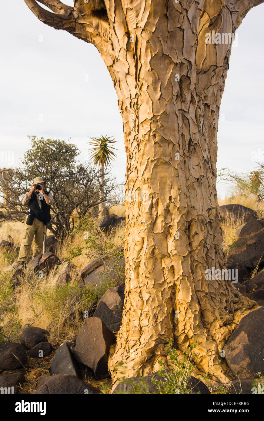 Köcher Baum, Namibia, Afrika Stockfoto