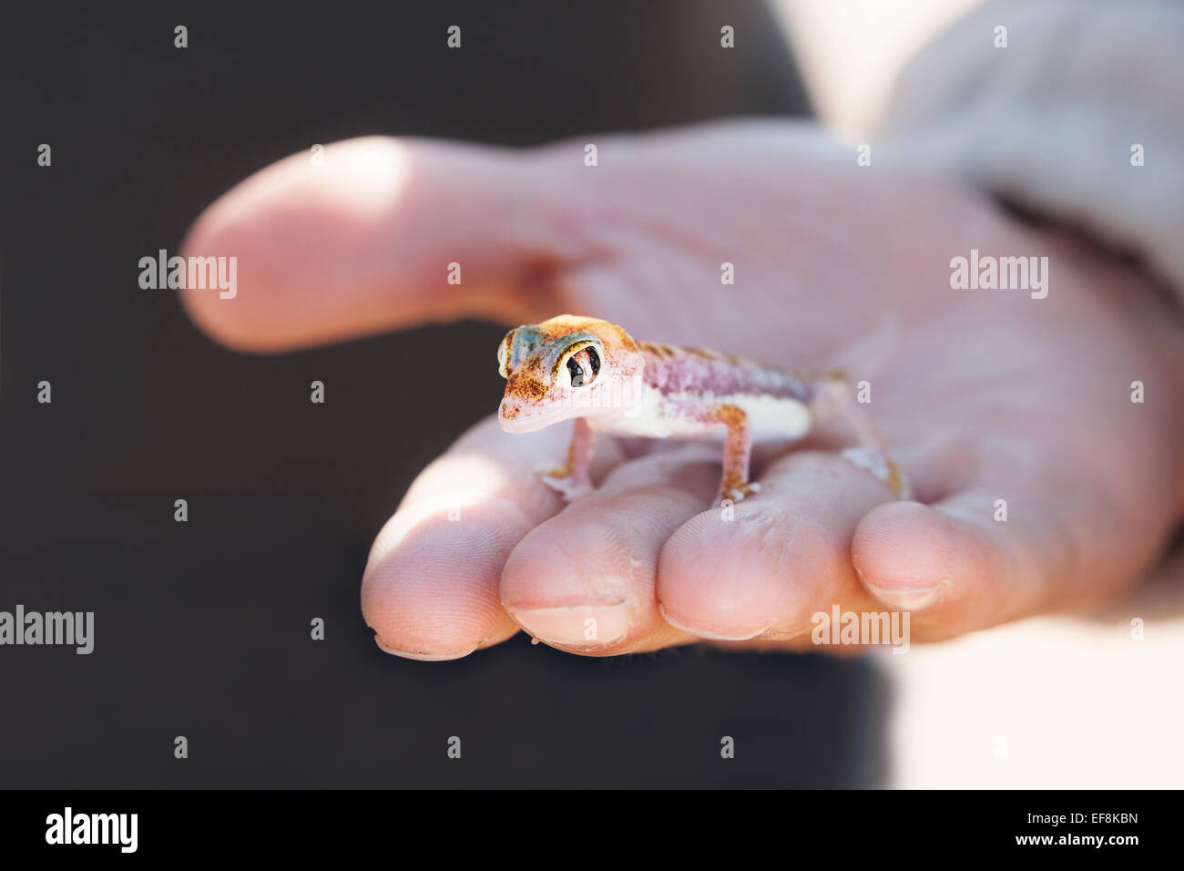 Kleine bunte Sand Gecko (Palmatogecko Rangei) liegt in der Hand von einem kaukasischen Mann in der Namib-Wüste, Namibia, Afrika Stockfoto