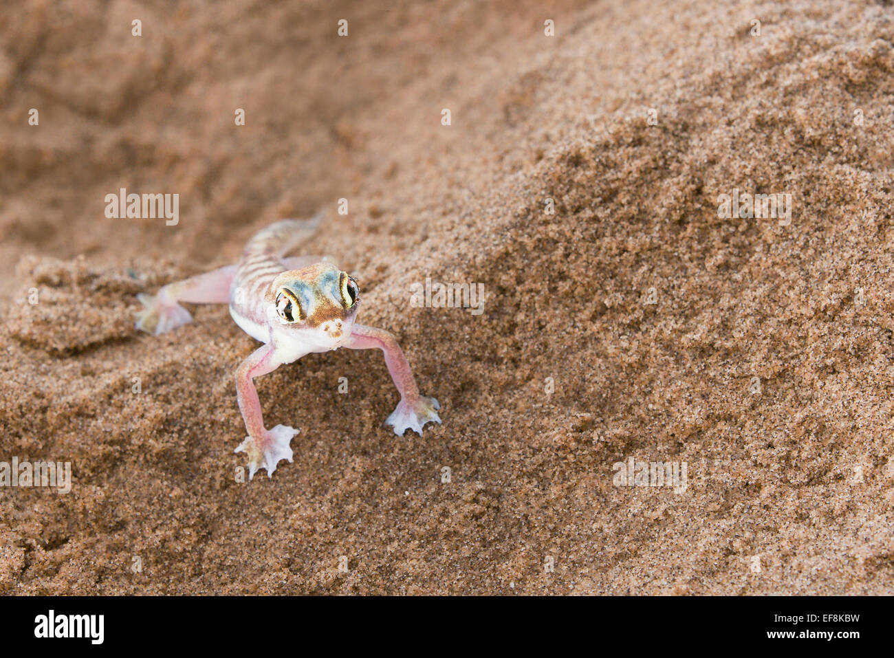 Sand Gecko (Palmatogecko Rangei) auf Sand in der Namib-Wüste in der Nähe von Swakopmund, Namibia, Afrika Stockfoto
