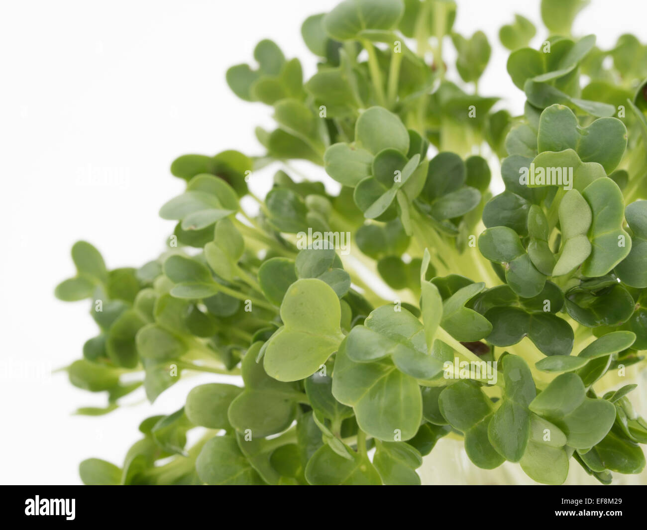 Kresse-Garten-Kresse. essbare Kräuter in Salaten verwendet Stockfoto