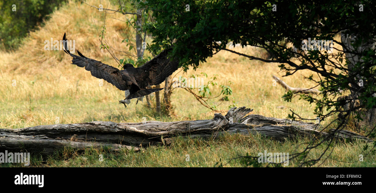 MartialAdler ist der größte Adler in Afrika & die fünftgrößte der Welt. Spannweite fast drei