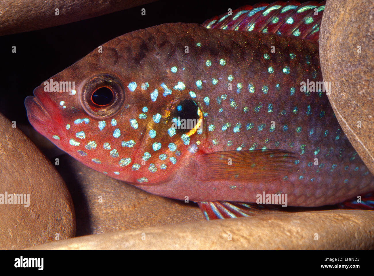 Blood-Red Jewel Buntbarsch Hemichromis Lifalili, Buntbarsche, Westafrika  Stockfotografie - Alamy