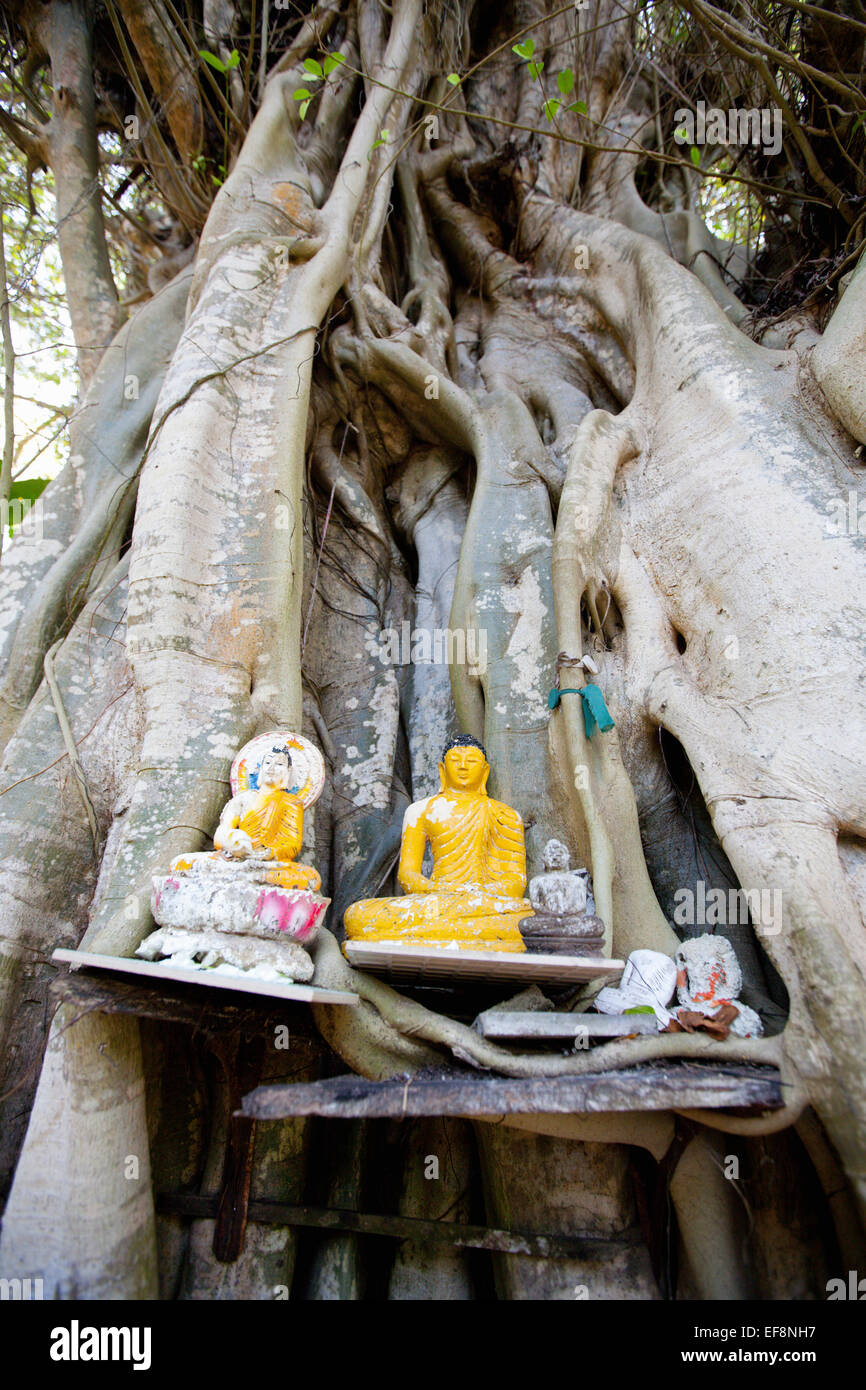 BUDDHISTISCHEN SCHREIN AUF BAUM AM STRAßENRAND Stockfoto