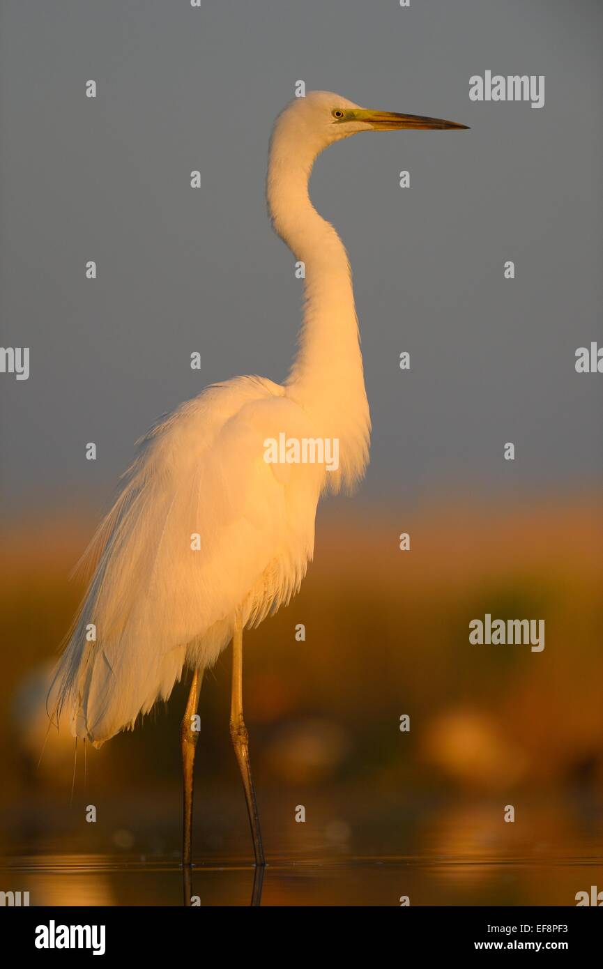 Silberreiher (Ardea Alba), Erwachsene, im Morgenlicht, Nationalpark Kiskunság, südöstliche Ungarn, Ungarn Stockfoto