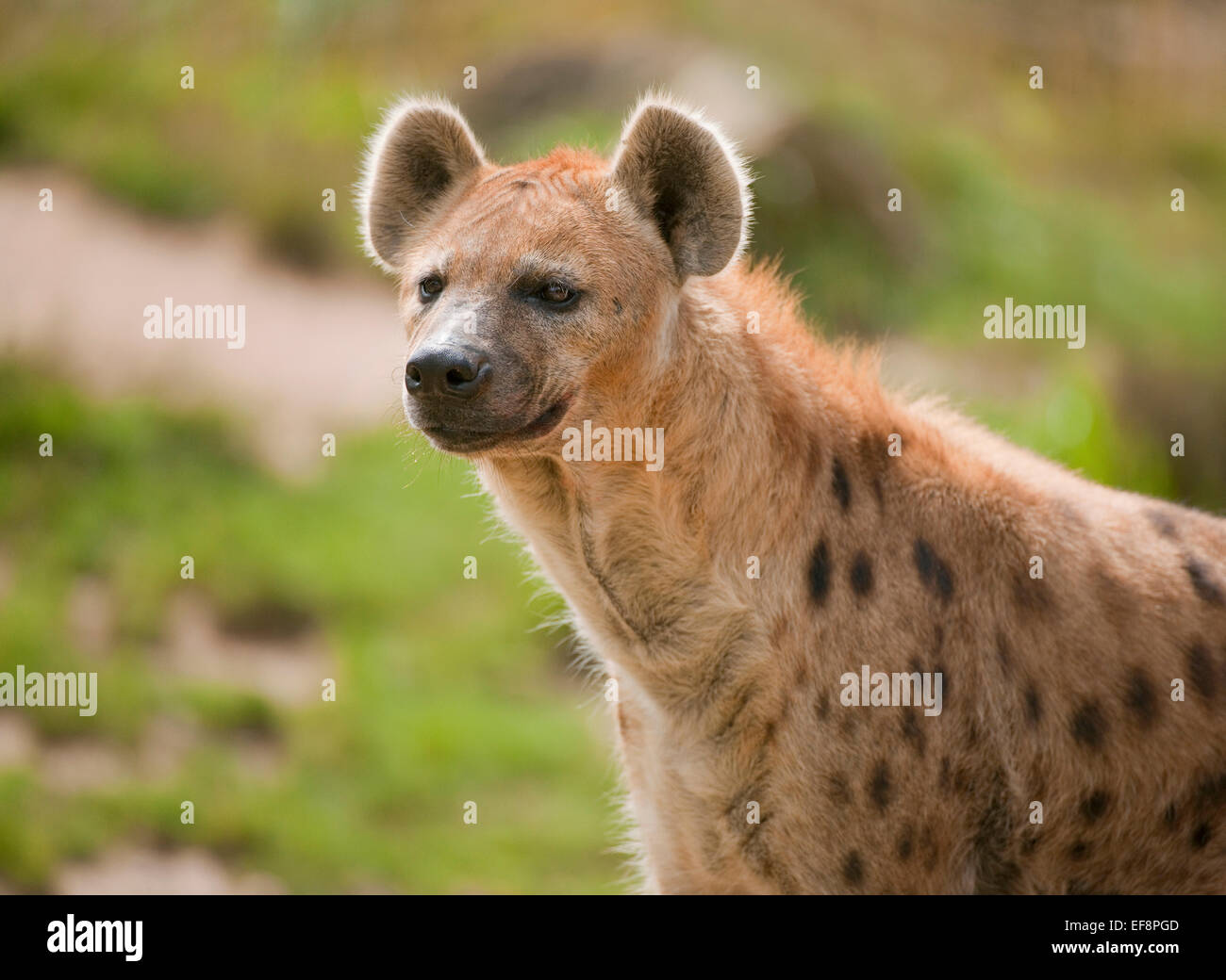 Gefleckte Hyäne oder lachen Hyänen (Crocuta Crocuta), Gefangenschaft, Sachsen, Deutschland Stockfoto