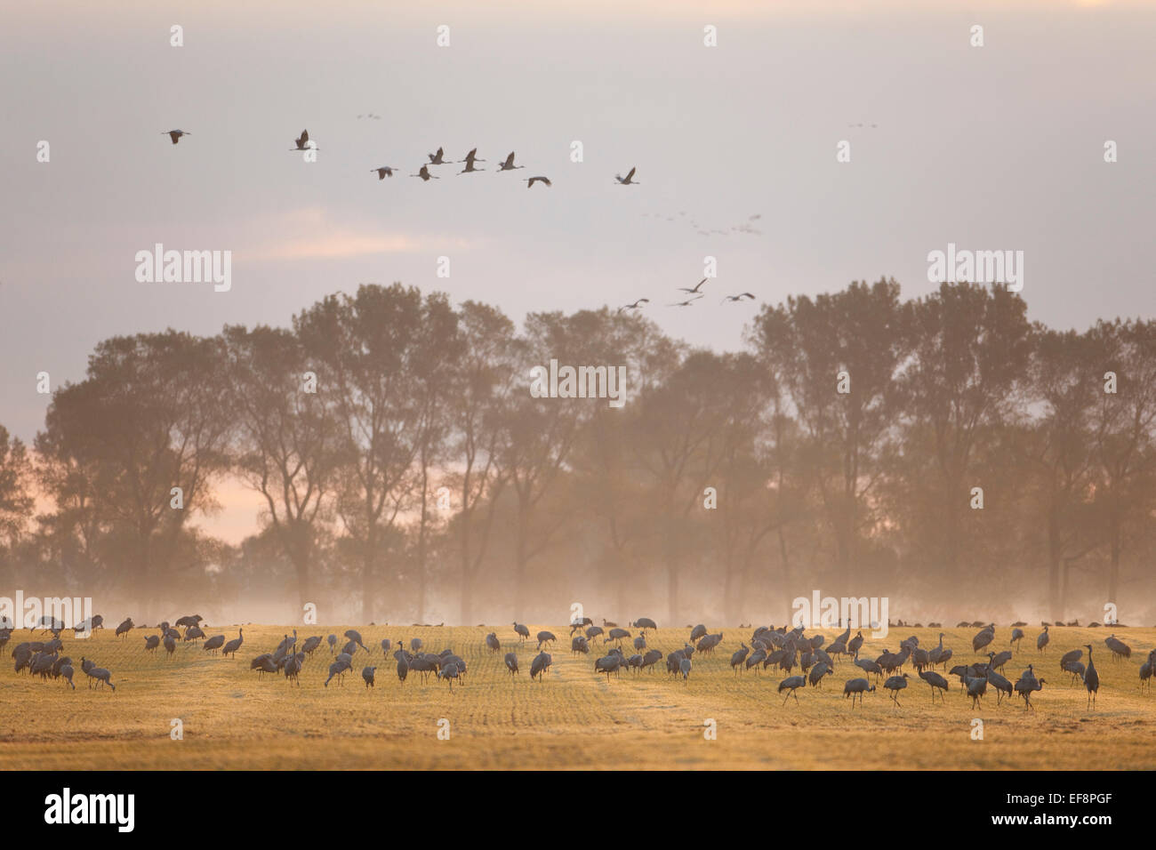 Kraniche (Grus Grus) auf einem Feld in den frühen Morgenstunden auf Nahrungssuche Mecklenburg-Western Pomerania, Deutschland Stockfoto