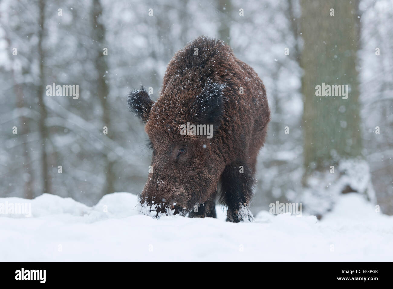 Wildschwein (Sus Scrofa), Tusker Nahrungssuche im Schnee, Gefangenschaft, Bayern, Deutschland Stockfoto