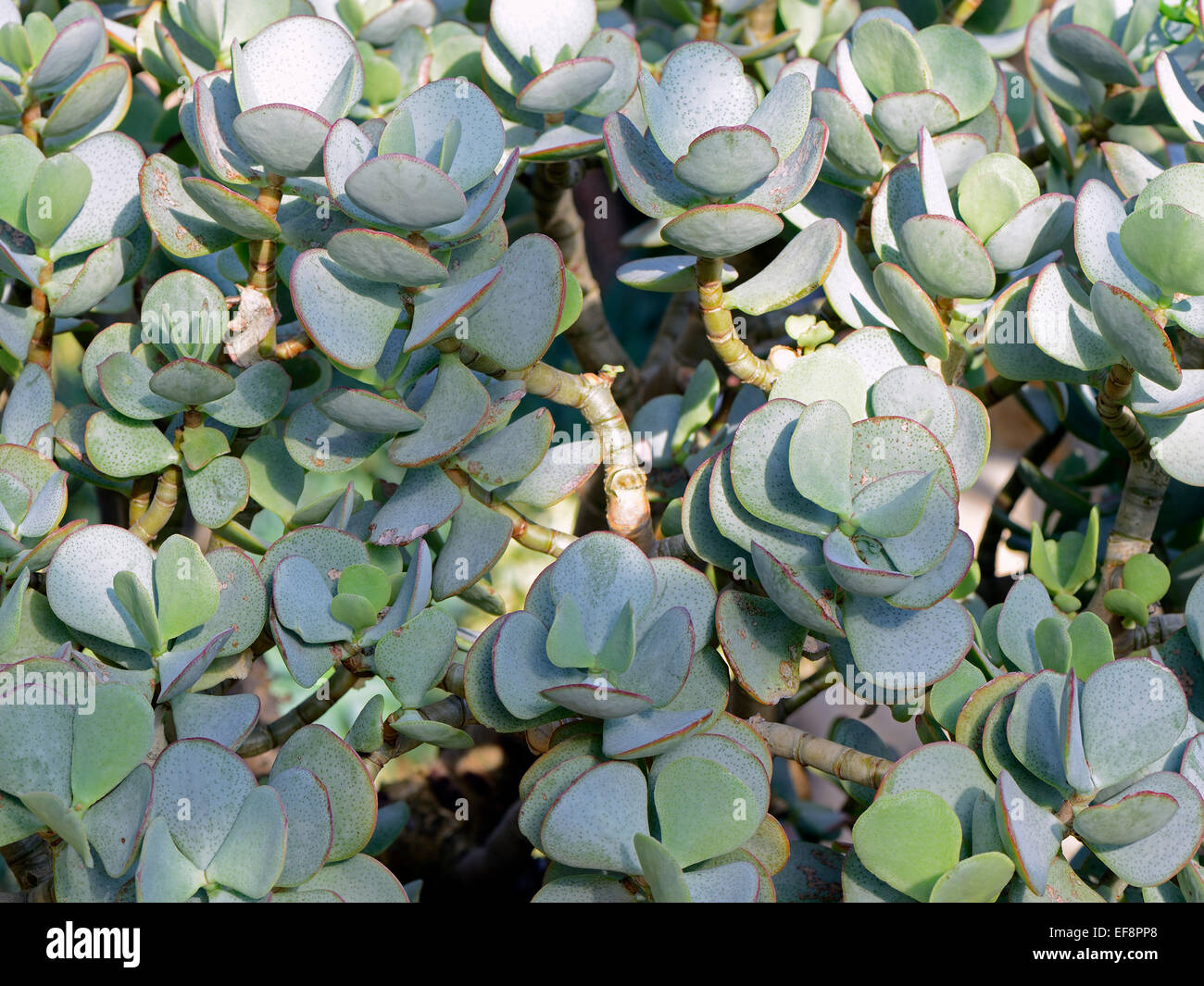 Silber-Dollar-Pflanze (Crassula Arborescens), Süd Afrika Stockfoto