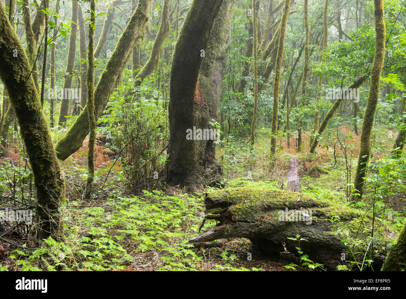 Cloud-Wald, Lorbeer Wald, Nationalpark Garajonay, La Gomera, Kanarische Inseln, Spanien Stockfoto