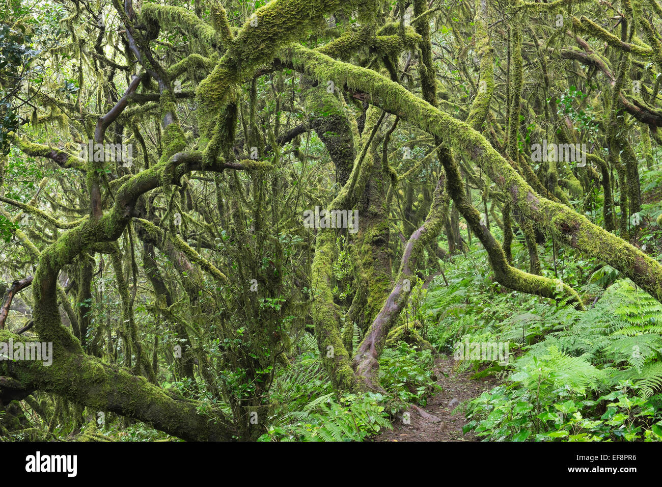 Weg in den Nebelwald, Lorbeer Wald, Garajonay, La Gomera, Kanarische Inseln, Spanien Stockfoto