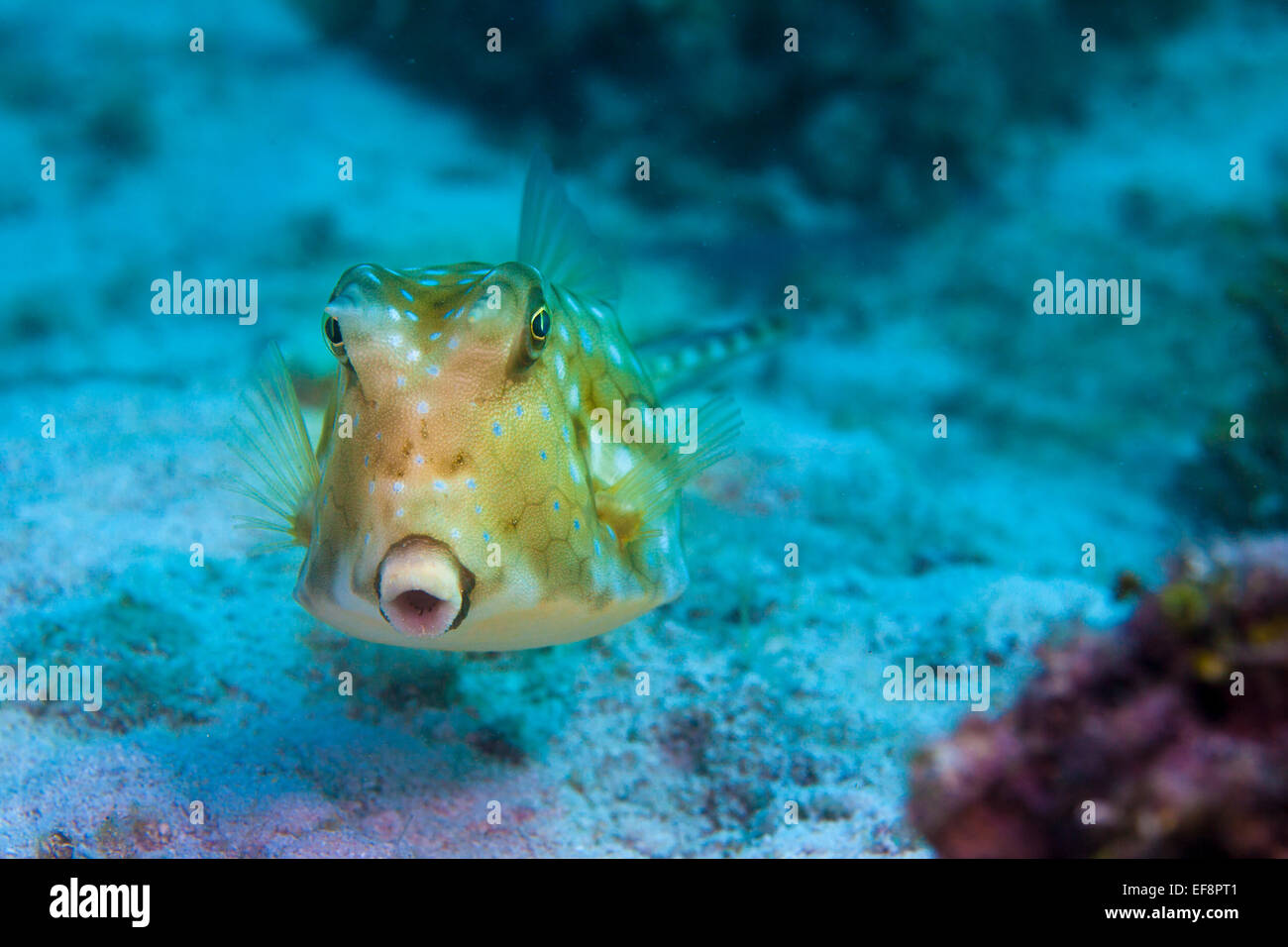 Longhorn Surfschulen (Lactoria Cornuta), Philippinen Stockfoto