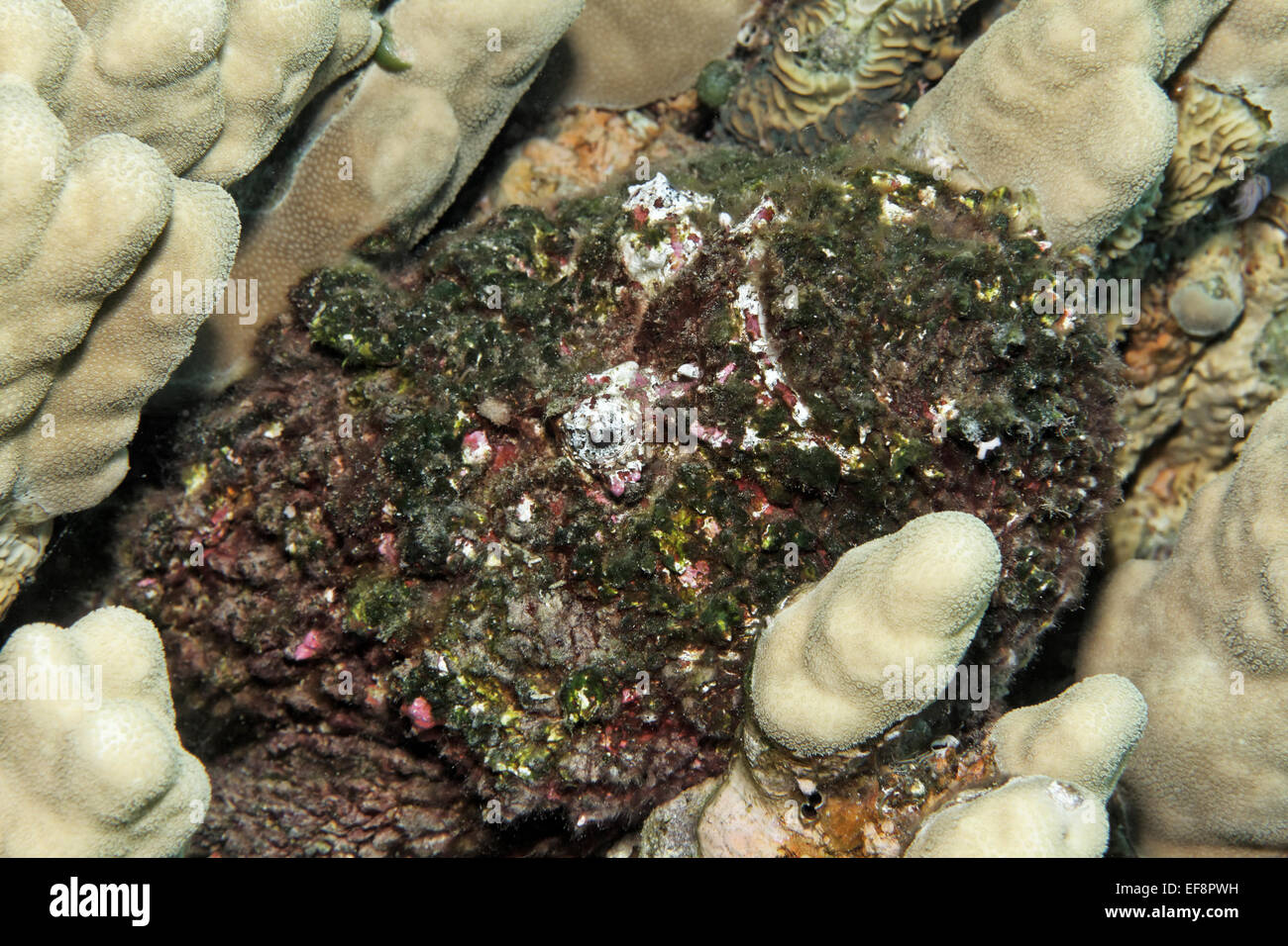 Steinfisch (Synanceia verzweigt), getarnt auf einem steinigen Korallen, Jordanien Stockfoto