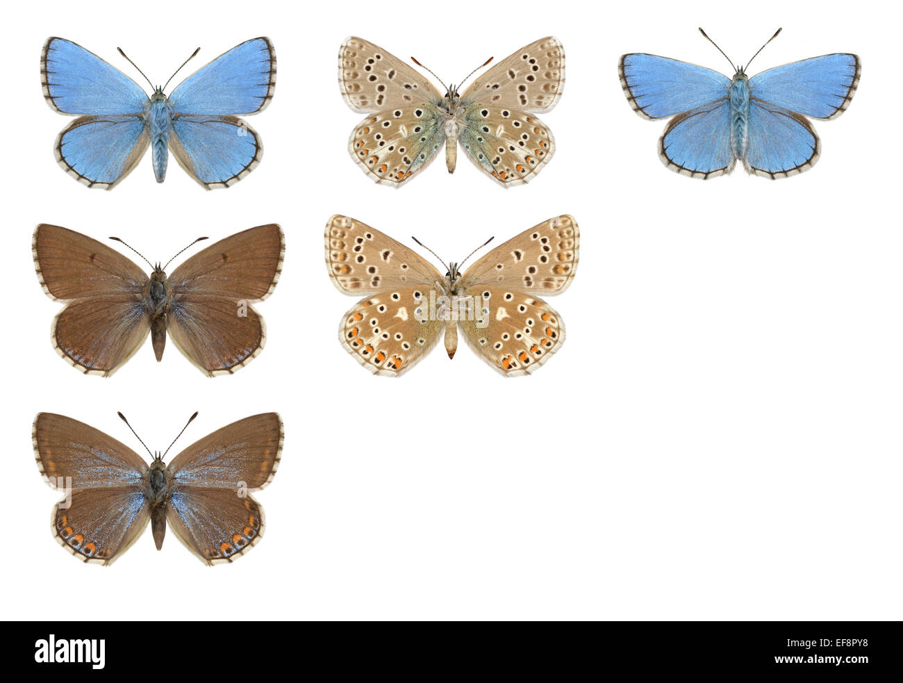 Adonis Blue - Polyommatus Bellargus - (obere Zeile) männlich - weiblich (mittlere und untere Reihe). Stockfoto