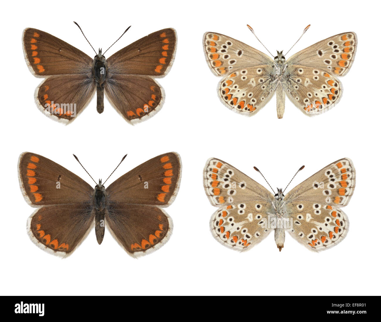 Braune Argus - Aricia Agestis - männlichen (obere Reihe) - weiblich (untere Zeile). Stockfoto