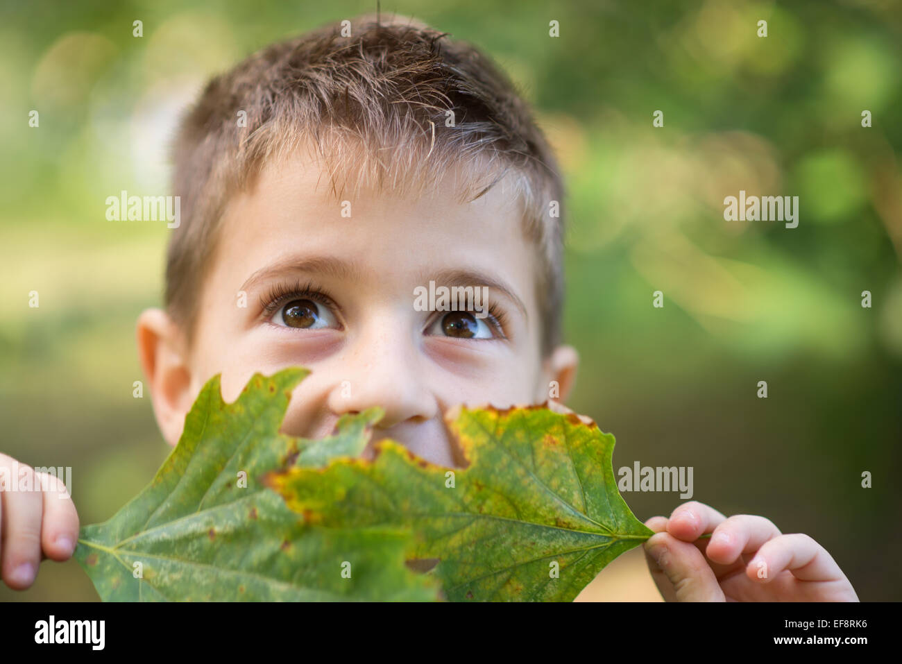 Halten junge Blätter vor seinem Gesicht Stockfoto