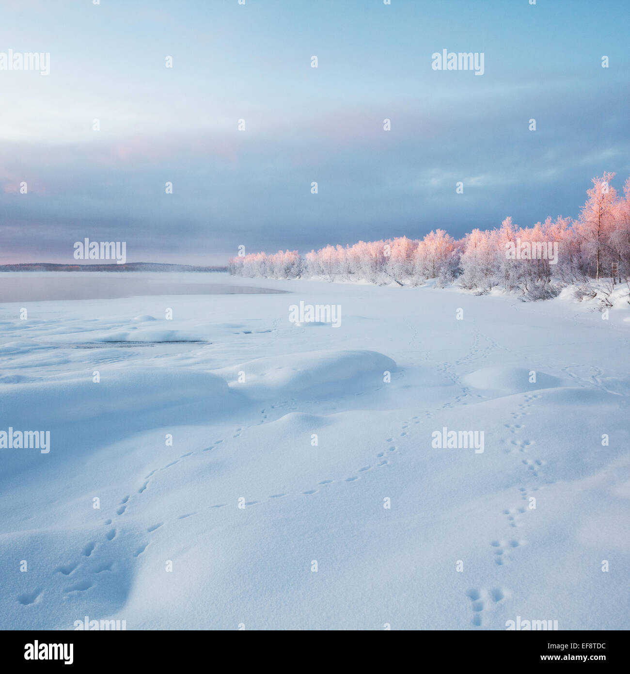 Tierspuren im Taiga-Wald bei Kilpisjarvi, Lappland, Finnland Stockfoto