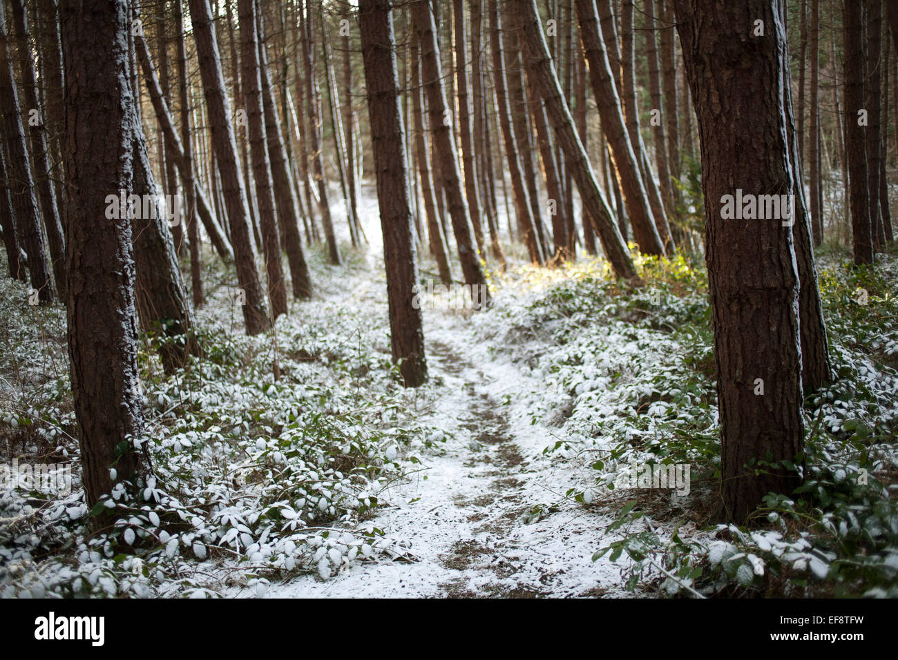 Ein Weg durch einen verschneiten Kiefernwald. Stockfoto