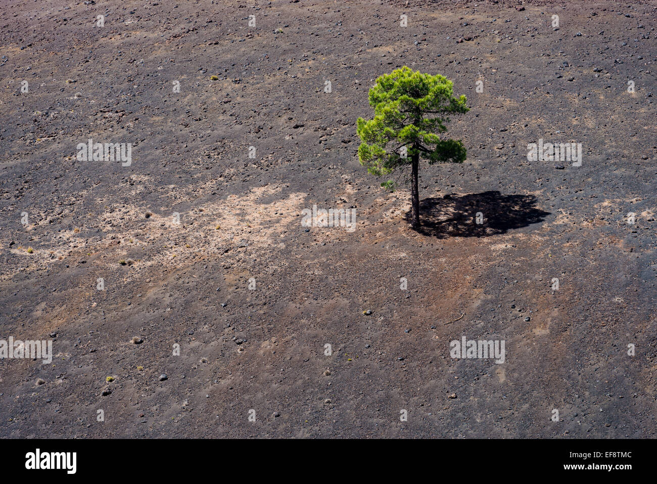 Spanien, Kanarische Inseln, Teneriffa, Lone Tree in Lava, Kanarische Inseln, Spanien Stockfoto