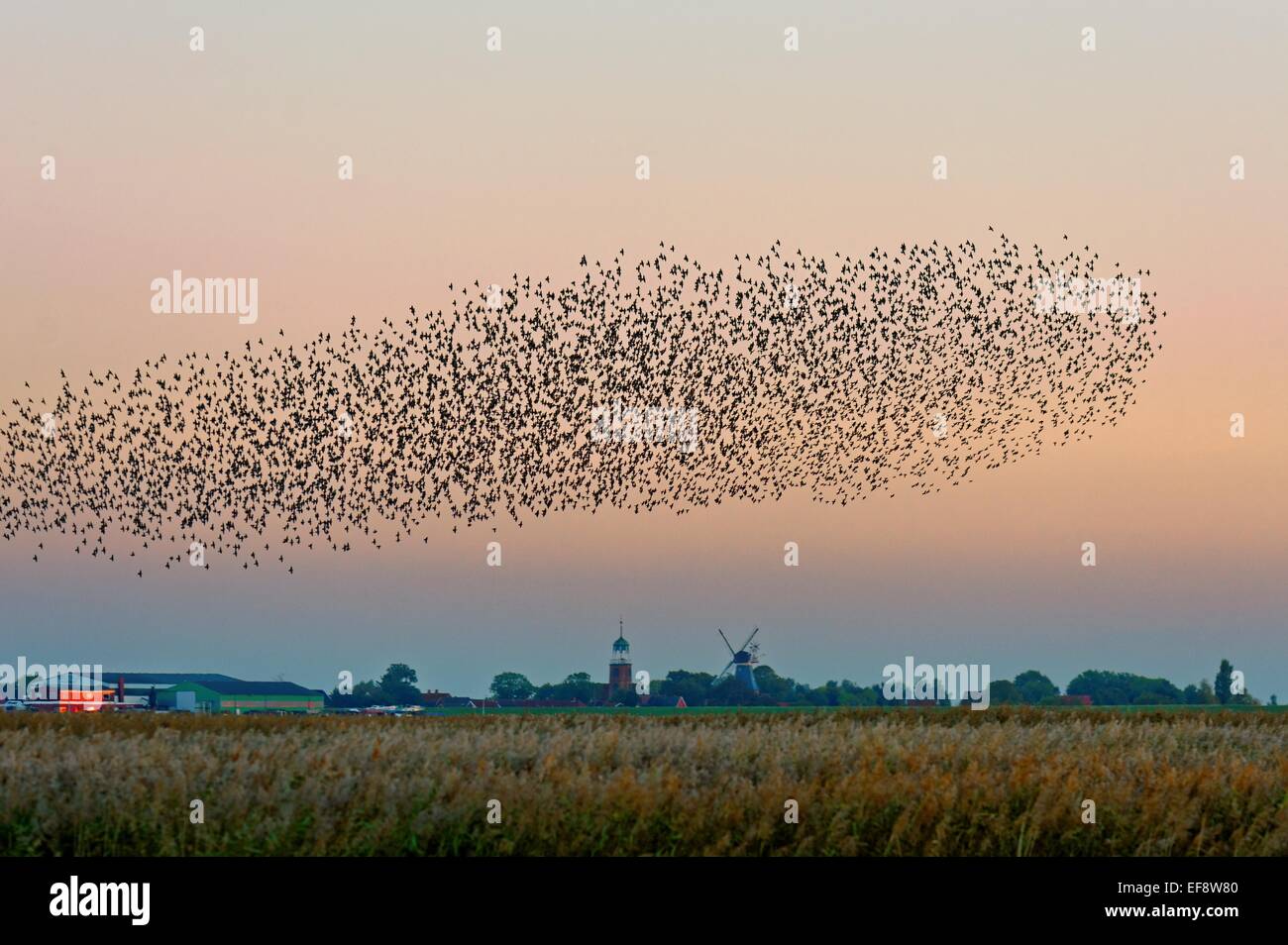 Herde von Staren fliegt über Feld, Ostfriesland, Niedersachsen, Deutschland Stockfoto
