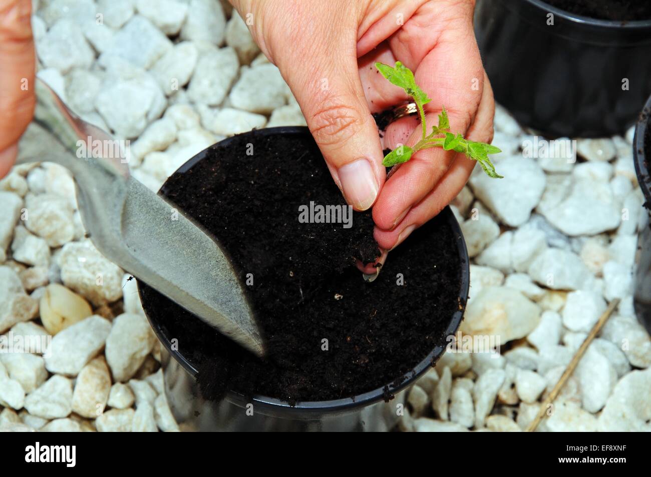 Verguss Ailsa Craig tomate Sämling. Stockfoto