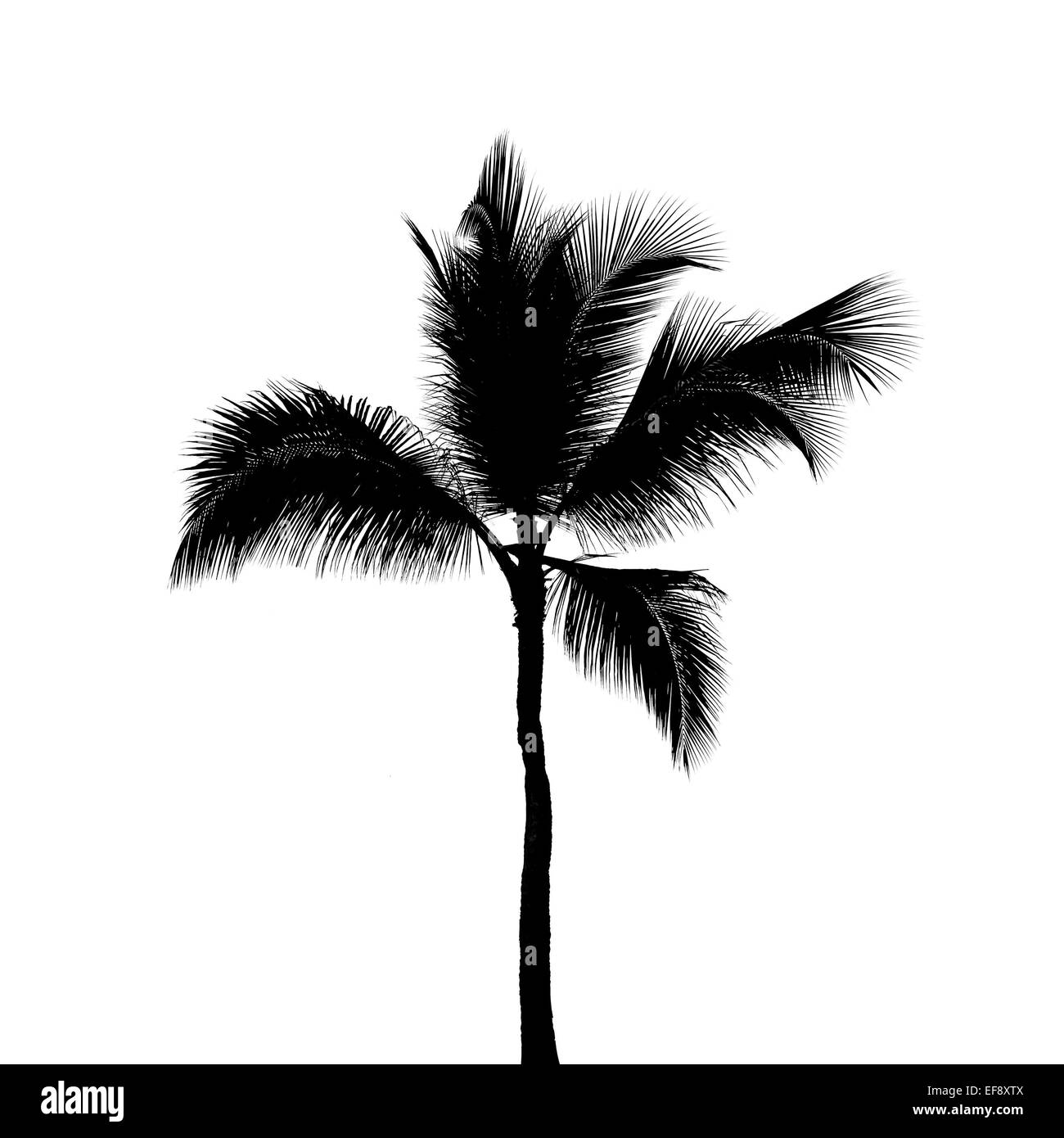 Schwarze Silhouette einer Kokospalme isoliert auf weißem Hintergrund Stockfoto