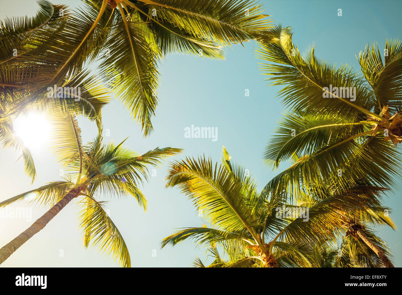 Kokosnuss-Palmen und strahlende Sonne über hellen Himmelshintergrund. Vintage-Stil. Getönten Foto mit Filterwirkung Stockfoto