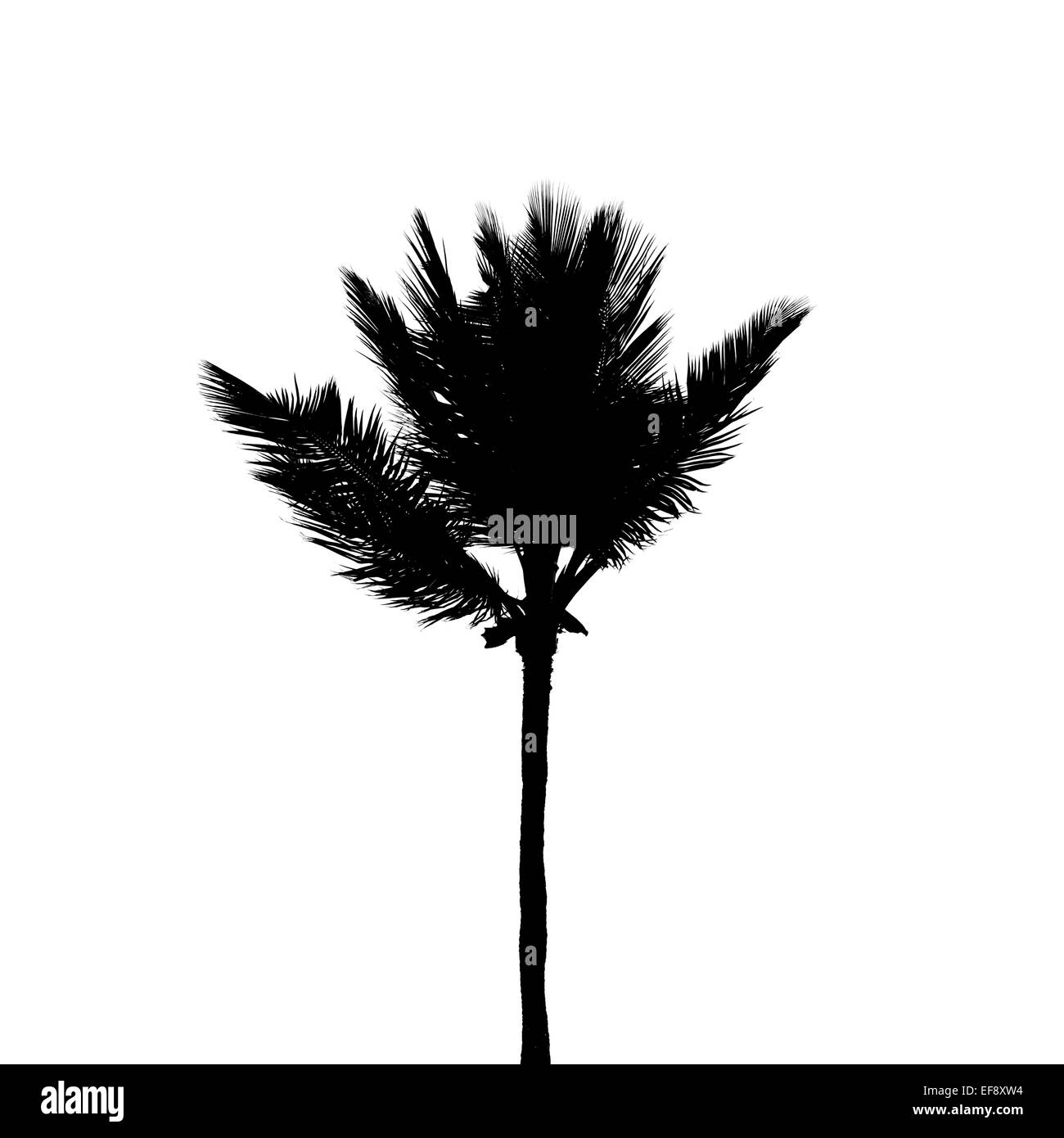 Schwarze Silhouette des einzigen Kokospalme isoliert auf weißem Hintergrund Stockfoto
