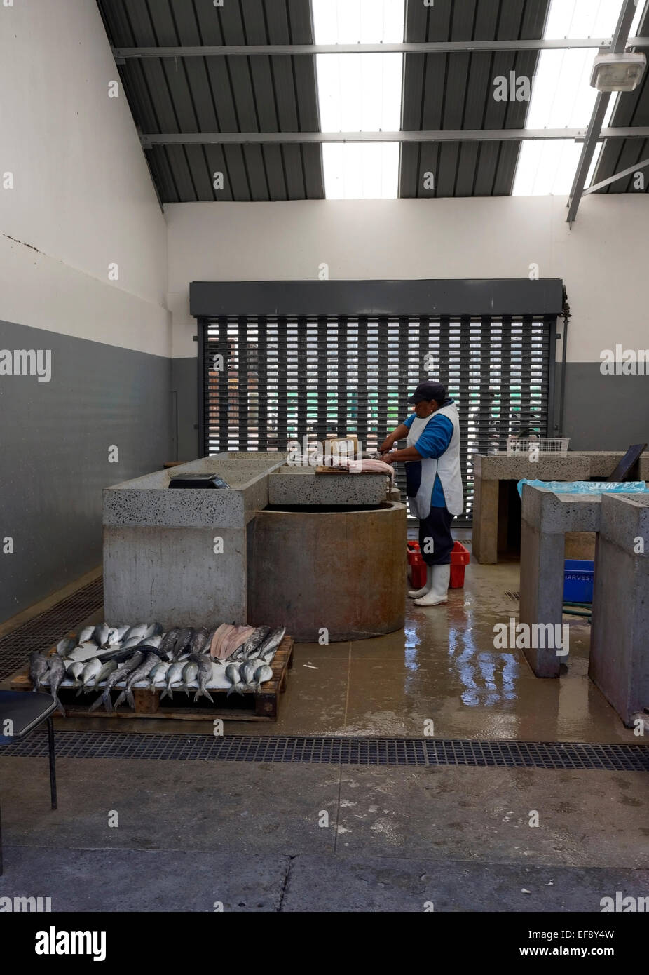 Frau arbeitet in der Fischfabrik am Hafen von Hout Bay, Südafrika. Stockfoto